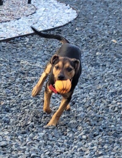 Amber doing her athletic run at 5 months old