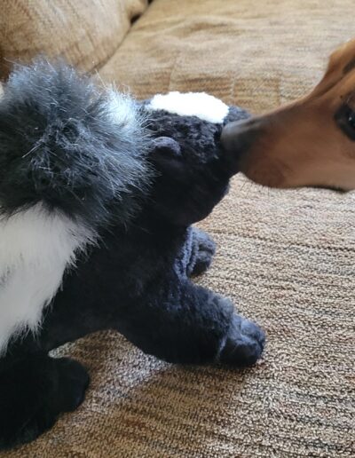 Amber meeting a skunk. This one is stuffed, the last one she met wasn't and it sprayed her