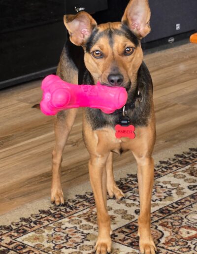 Amber Fenison, Favorite squeak toy