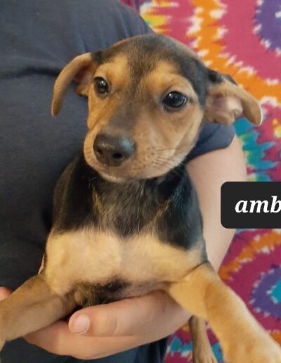 Amber Fenison as a 1 month old puppy